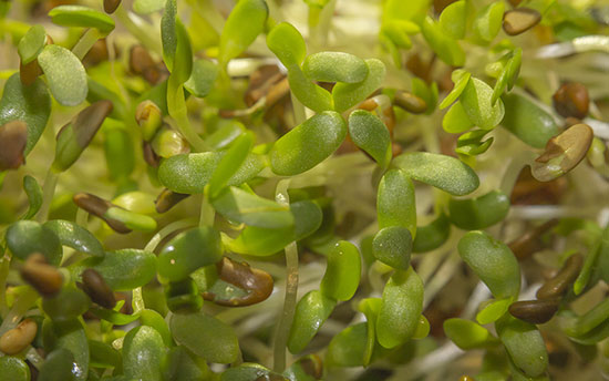SproutsBComplex