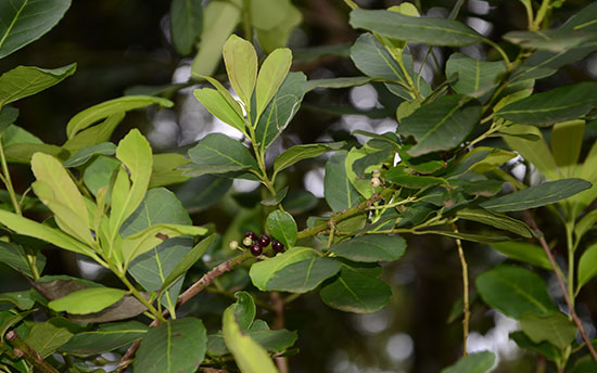 YerbMateLeaves